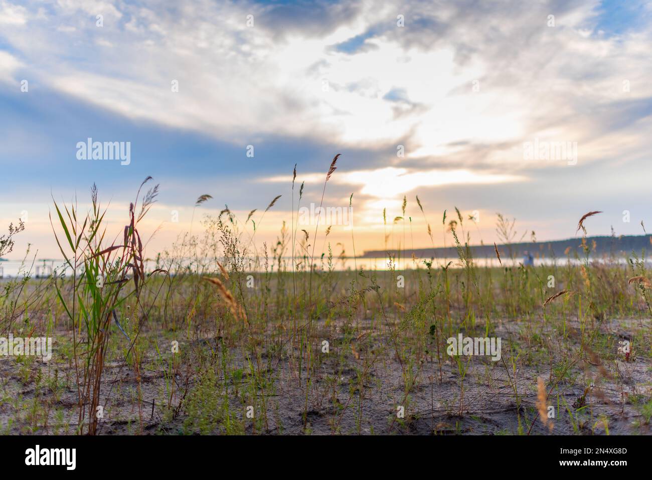 Heller Sonnenuntergang auf dem Meer vor dem Hintergrund von Gras, das im Sommer am Sandstrand wächst. Stockfoto