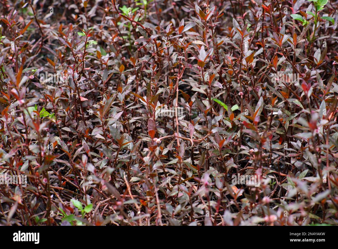 Joseph's Coat Weed Plant Purple Leaves, die den Boden bedecken, im Dorf Belo Laut während des Tages Stockfoto