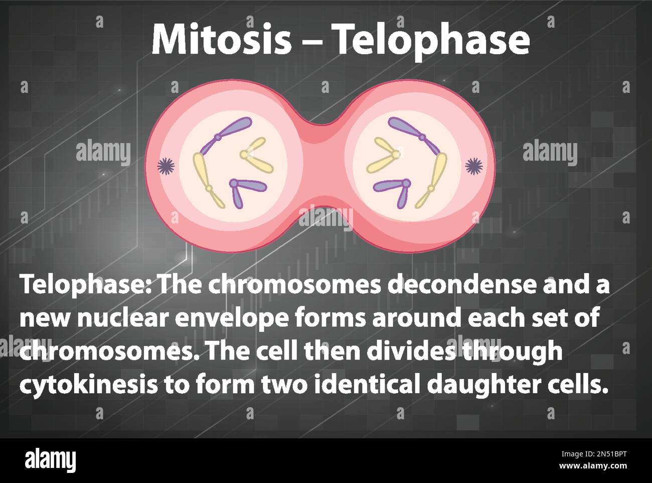 Der Prozess der Mitosetelophase mit erläuternden Darstellungen Stock Vektor