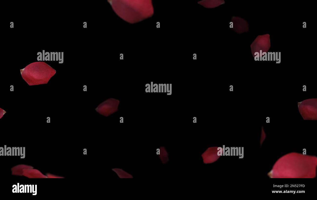 Rosenblätter fallen in eine Schleife auf schwarzem Hintergrund Konzept zum Valentinstag 3D Illustration Stockfoto