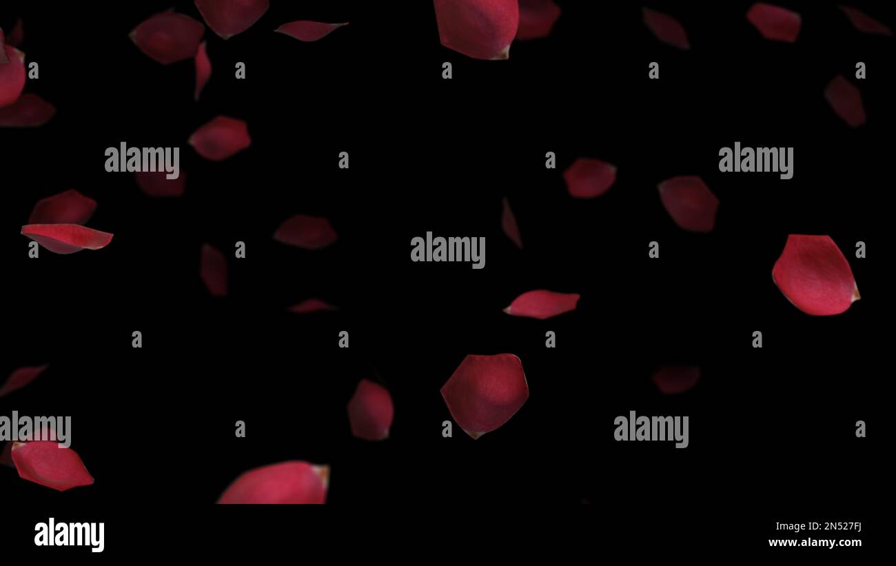 Rosenblätter fallen in eine Schleife auf schwarzem Hintergrund Konzept zum Valentinstag 3D Illustration Stockfoto