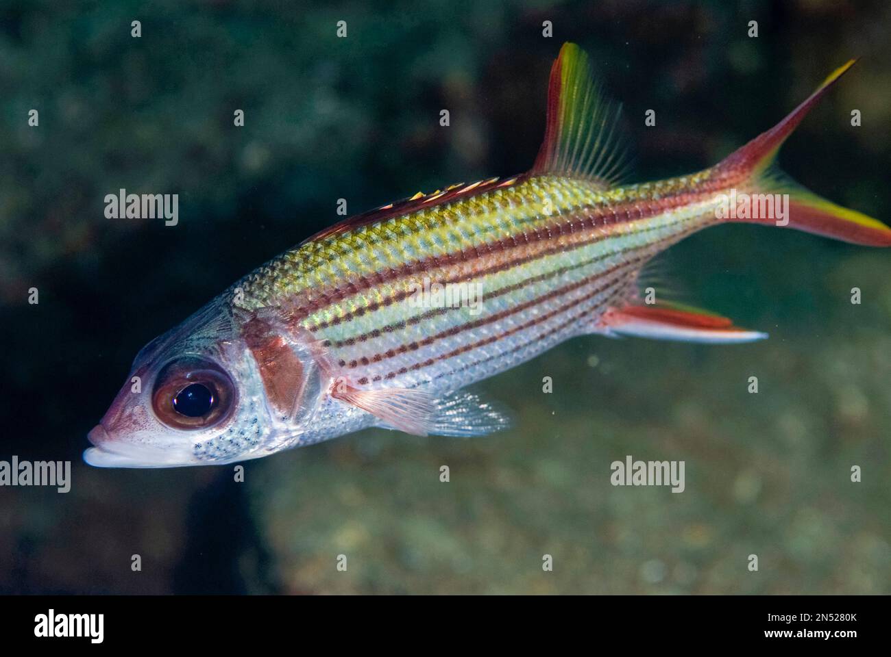 Spottfisch, Neoniphon Sammara, Tauchsafurhotel Maulana, Banda Neira, Maluku, Indonesien, Banda Sea, Pazifischer Ozean Stockfoto