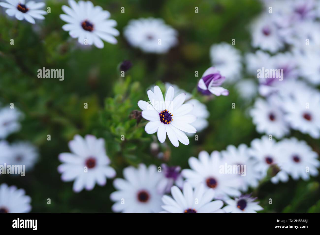 Weiße afrikanische Daisy ( Osteospermum ecklonis ) aus nächster Nähe im Garten Stockfoto