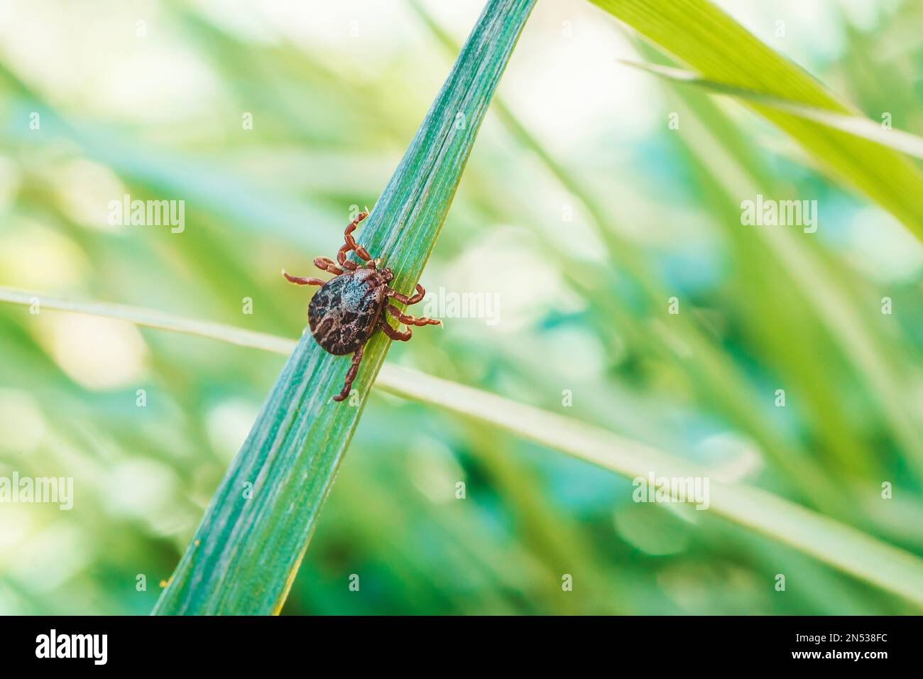 Enzephalitis Tick Insekt kriecht auf grünem Gras. Enzephalitis Virus oder Lyme-Borreliose Infektiöse Dermacentor Tick Arachnid Parasit Makro. Stockfoto