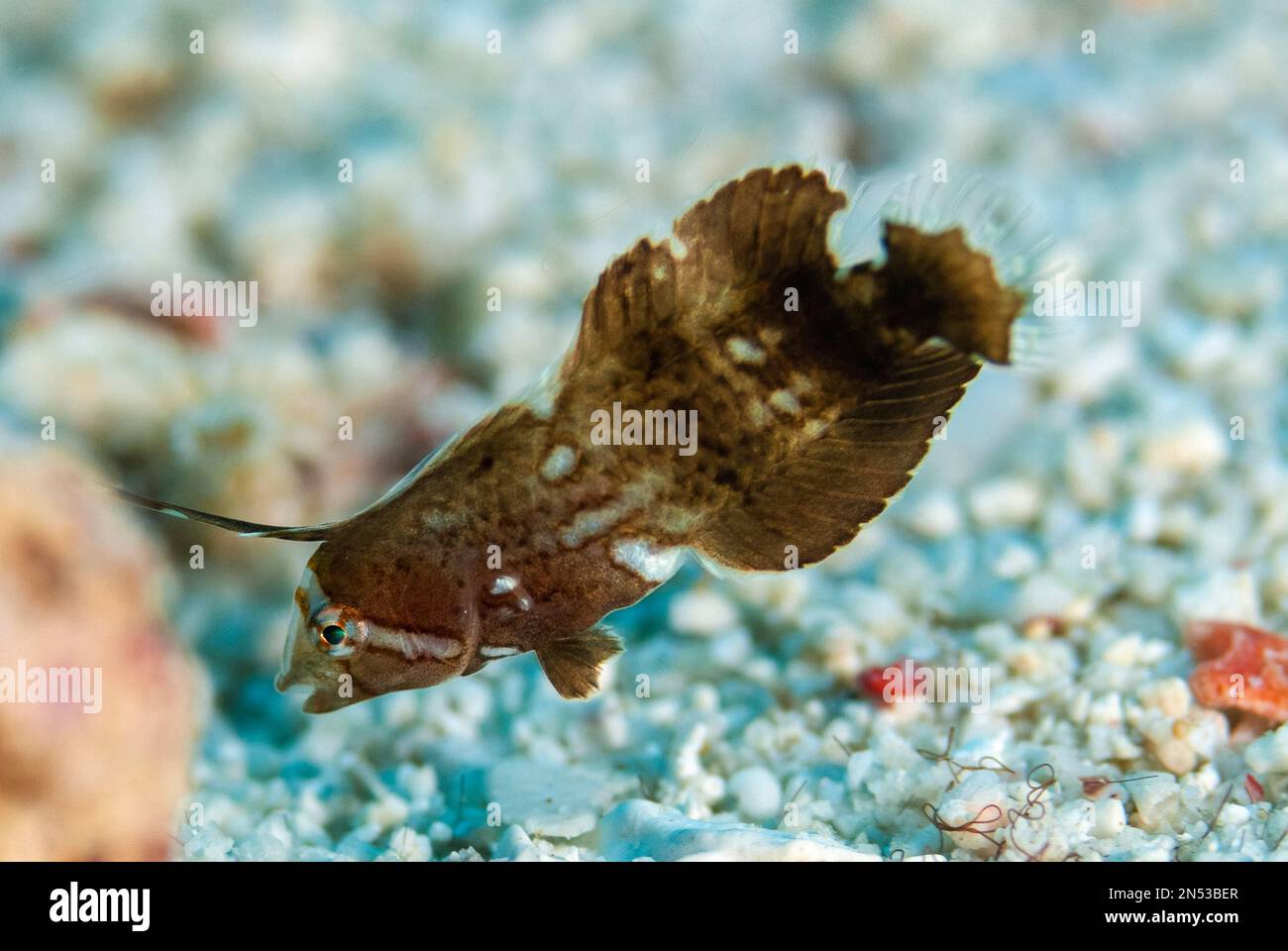 Pfauenrasierfisch, Iniistius pavo, Juvenile mit verlängerter Flosse, Shark Point Tauchplatz, Lembata Island, East Flores, Indonesien, Pazifischer Ozean Stockfoto