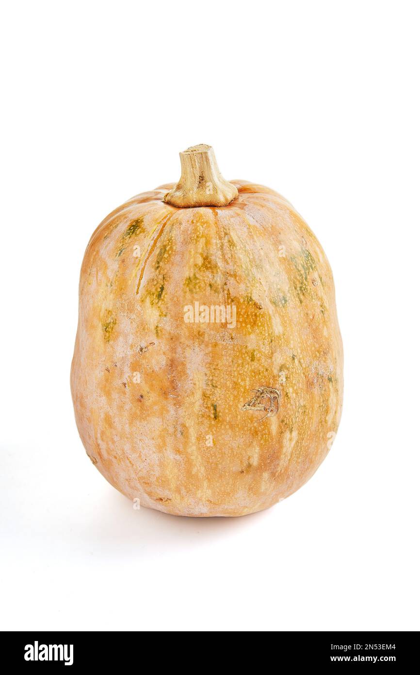 Frischer Butternusskürbis auf weißem Hintergrund über Kürbis, Kürbis, Butternusskürbis, Butternusskürbis und Herbstkürbis. Stockfoto