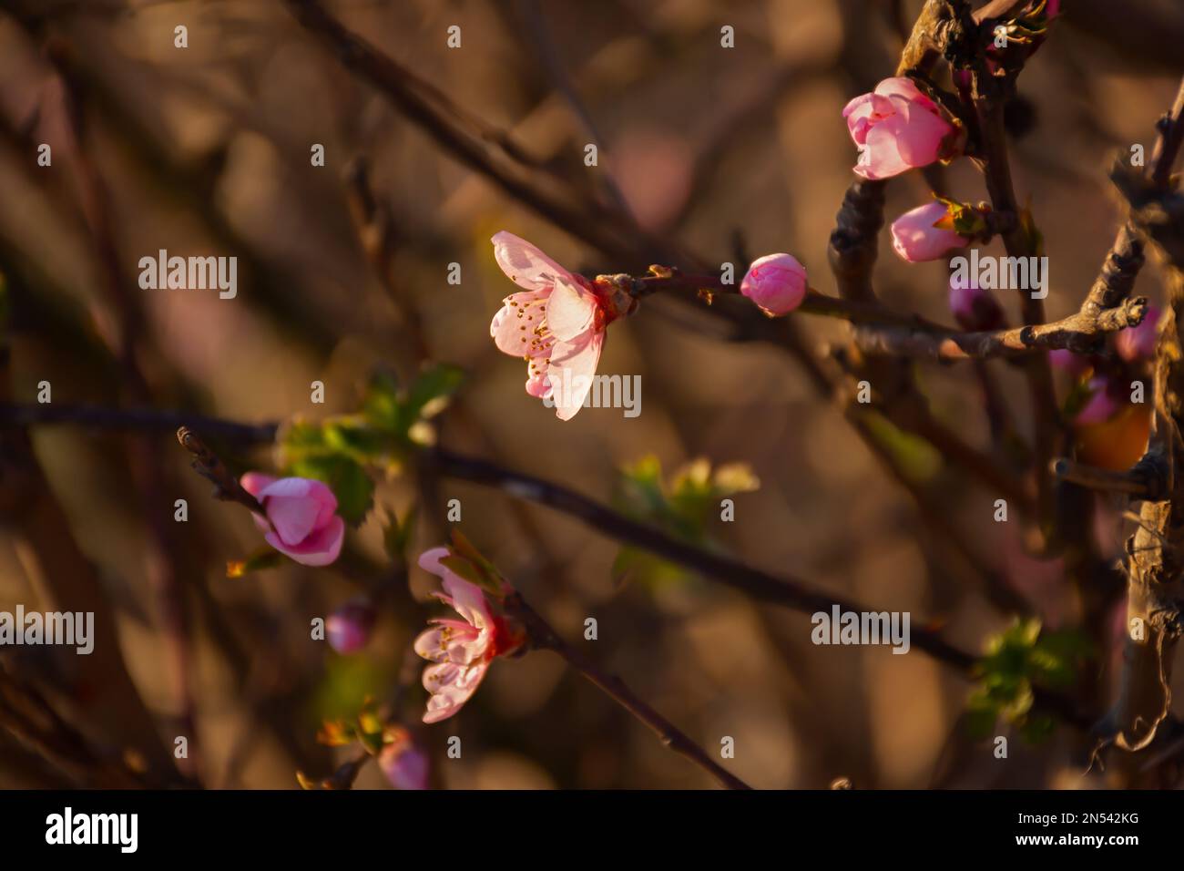 Mandeln blühen im Frühlingsgarten. Wunderschöner, hellrosa Hintergrund. Ein blühender Ast im Selektivfokus. Ein traumhaftes romantisches Bild von Spri Stockfoto