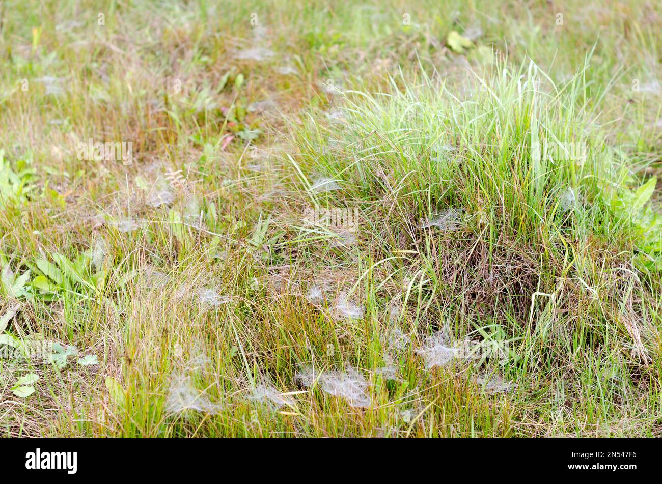 Weiße Spinnweben in Frost und Tau auf einem grünen Feld im Herbst. Stockfoto