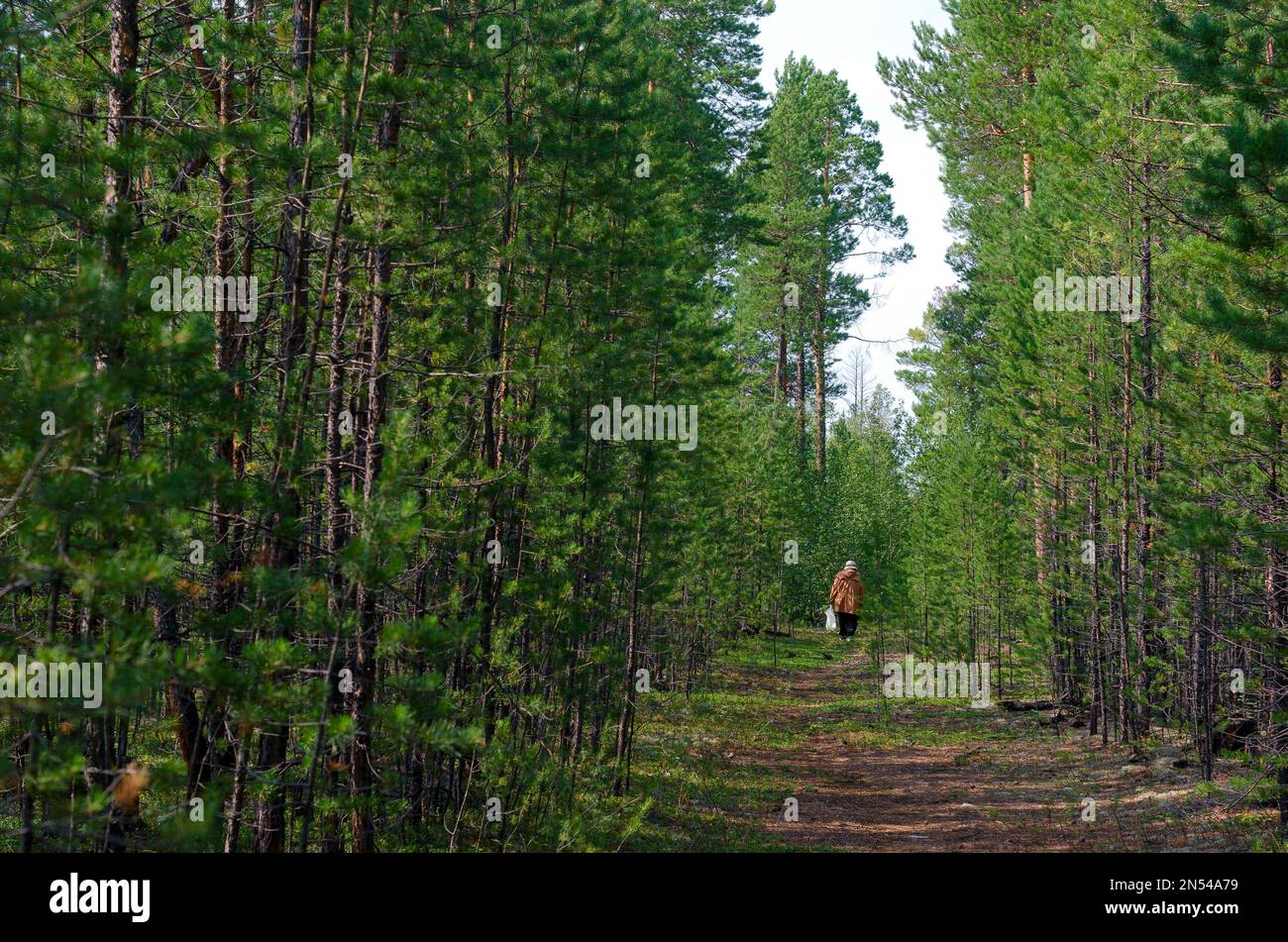 Eine Erwachsene Frau mit Sack-Sammler-Pilzen ist ein wilder nördlicher Yakut-Fichtenwald. Stockfoto