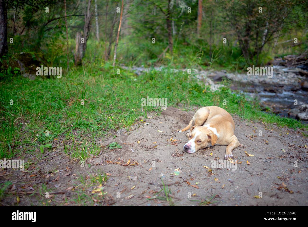 Die Hunderasse Staffordshire Terrier ruht auf dem Grasgrund des Waldes. Stockfoto