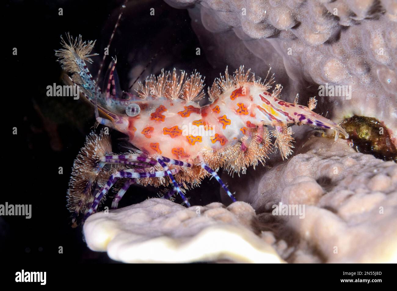 Marmorierte Garnelen, Saron sp, Nachttauchgang, Village Reef Tauchplatz, nahe Pier, Nusa Laut; Indonesien, Banda Sea, Pazifischer Ozean Stockfoto