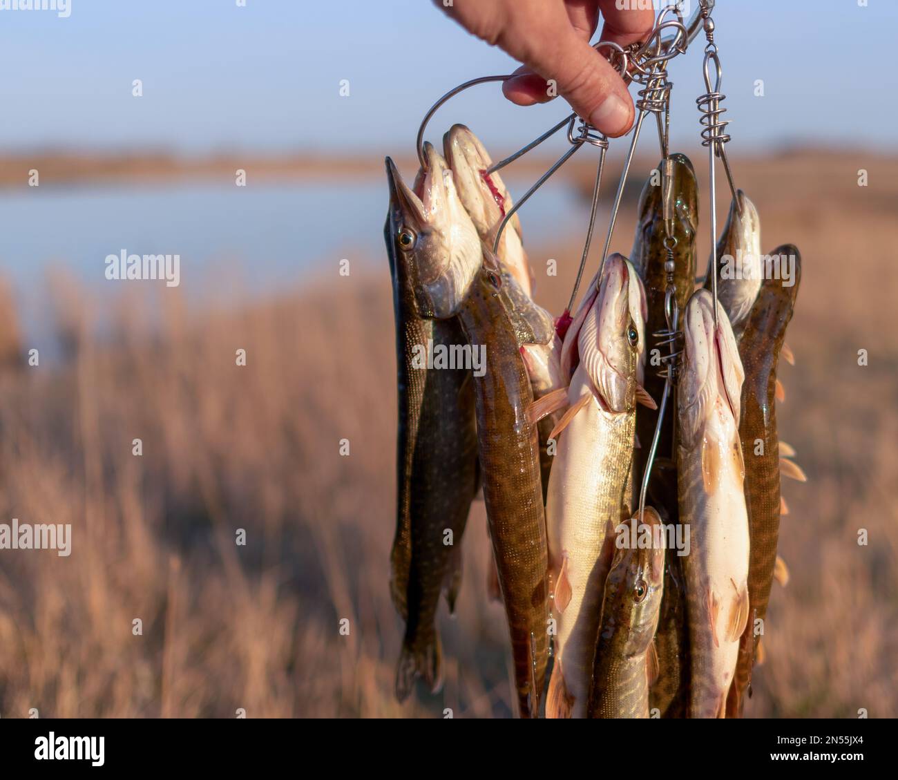 Die Hand des Fischers, der einen gefangenen Fisch hält, viele Hechte, die Kukan auf dem Hintergrund des Sees hängen. Stockfoto