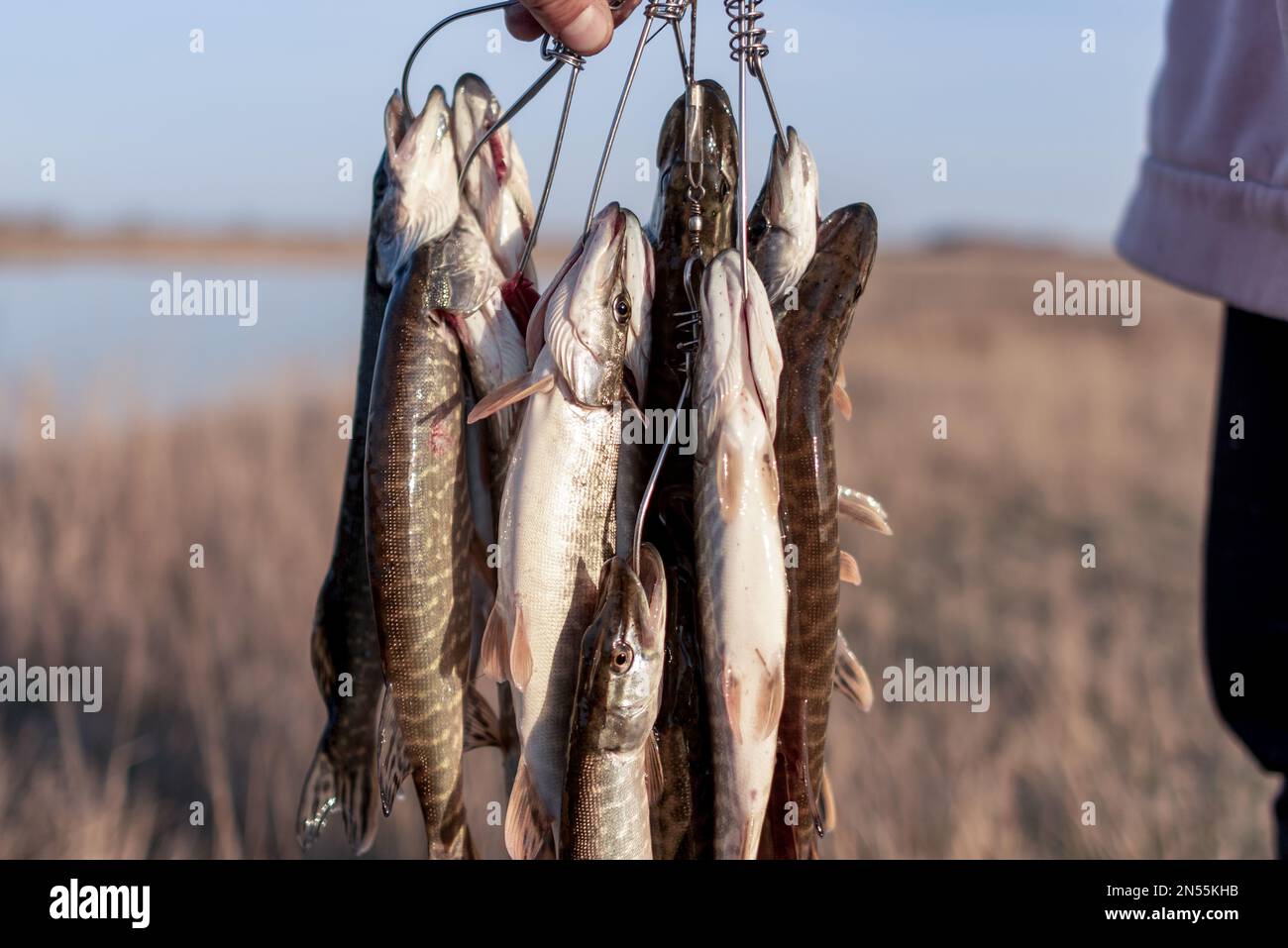 Ein Angler hält viele gefangene Fischpike, die auf Fish Stringer vor dem Hintergrund des Sees auf dem Feld hängen. Stockfoto