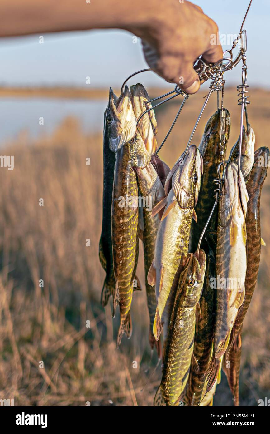 Der Angler hält viele Fischpike, die auf Kukan hängen, auf dem Hintergrund des Sees auf dem Feld, der den Fang zeigt. Stockfoto