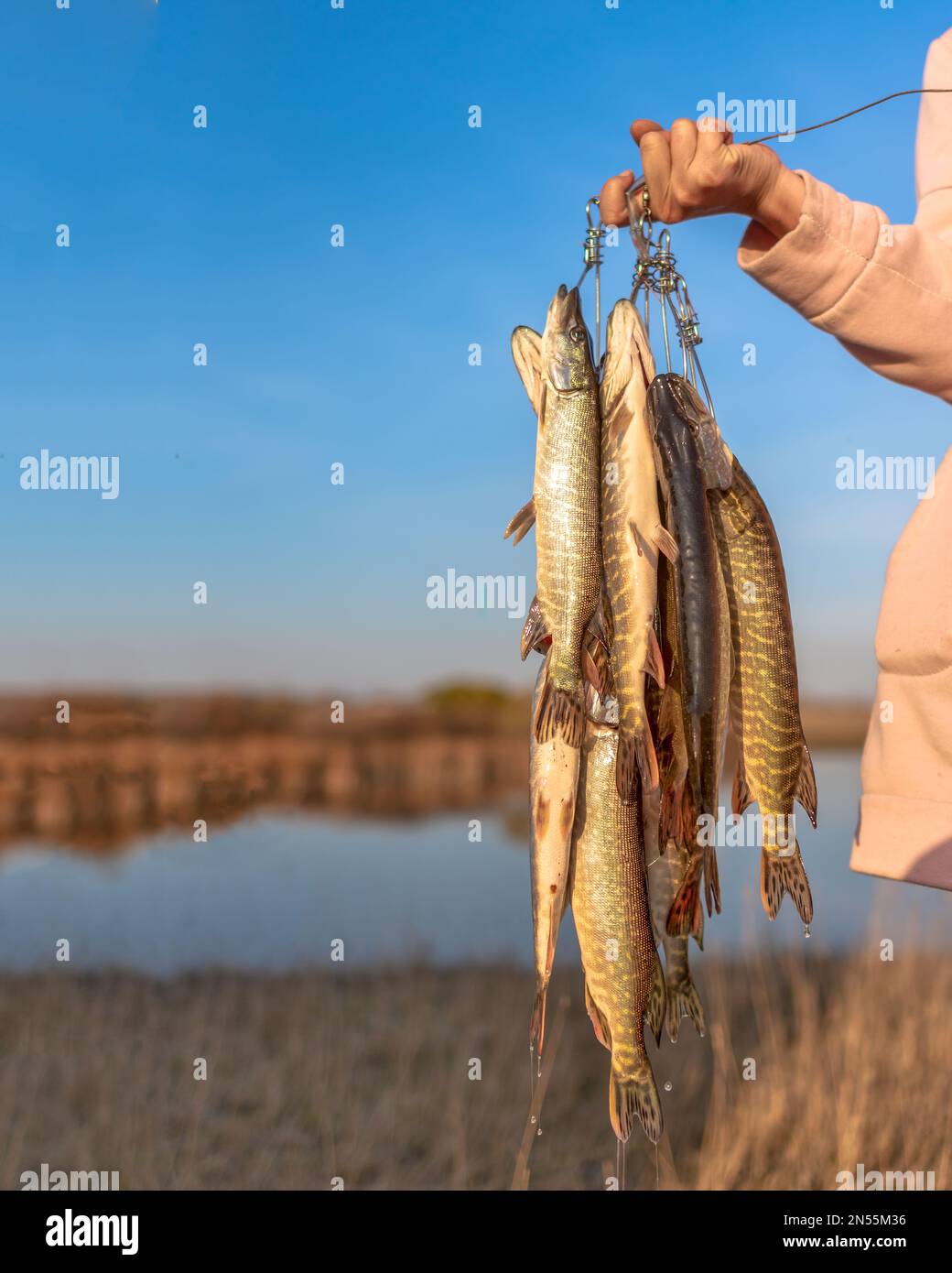 Die Hand des Mädchens harter Angler hält viele der Fischpike hängen Fish Stringer auf dem Hintergrund des Sees auf dem Feld, indem er Fang zeigt. Stockfoto