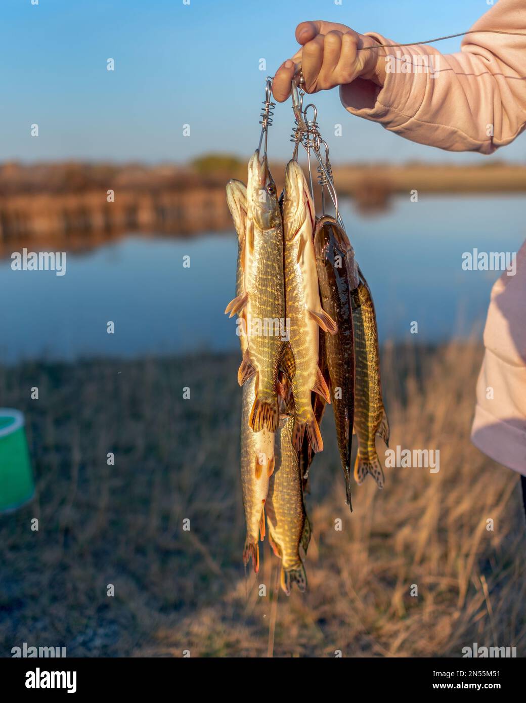 Die Hand des Mädchens harter Angler lässt viele der Fischpike Kukan auf dem Hintergrund des Flussufers hängen und die Gummieimer zeigen den Fang i Stockfoto