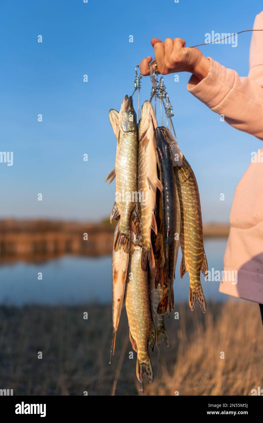 Die Hand des Mädchens harter Angler hält viele der Fischpike hängend Fish Stringer auf dem Hintergrund des Flussufers auf dem Feld, der den Fang zeigt. Stockfoto