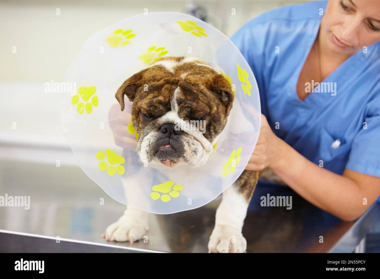 Ich bin nicht glücklich über seinen Pegel... ein Tierarzt, der einen Pegel am Hals einer großen Bulldogge befestigt. Stockfoto