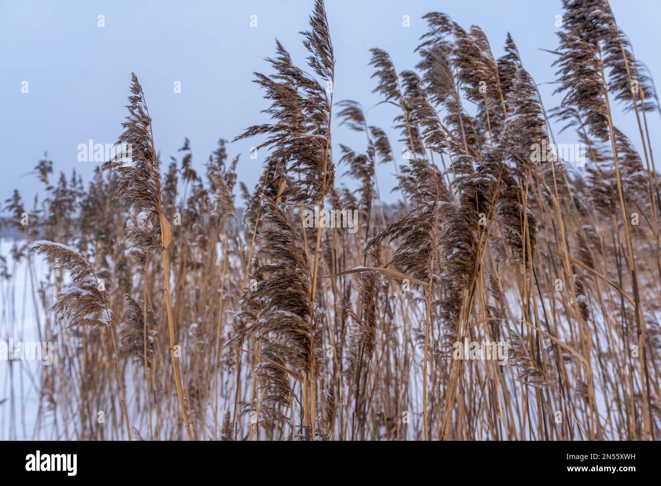 Trockene Stämme und Blüten von Schilfgras stehen im Wind unter blauem Himmel im Winter auf einem Teich. Stockfoto