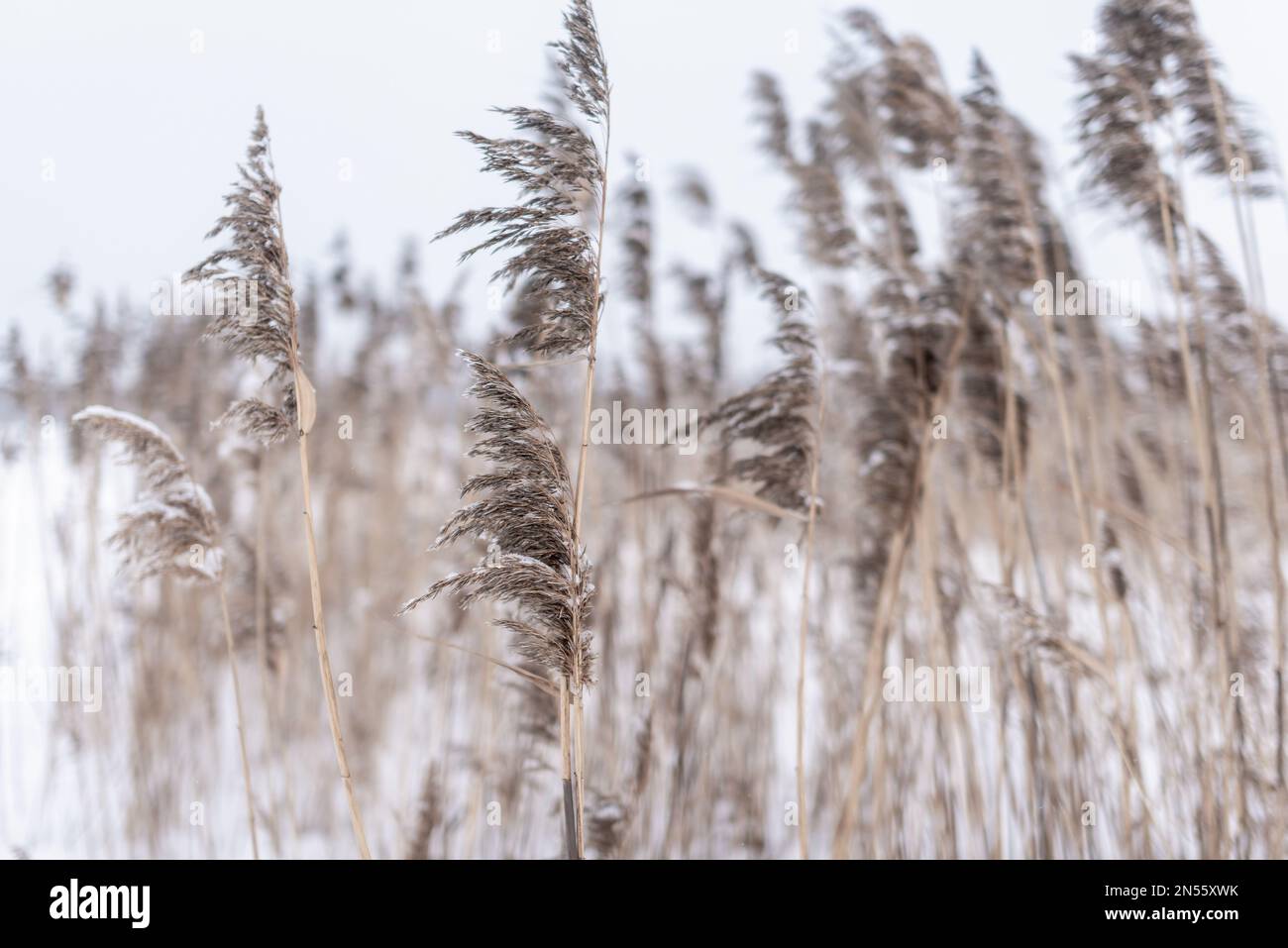 Trockene Stämme und üppige Blüten von Schilfgras stehen im Wind unter dem weißen Schnee im Winter auf dem Teich. Stockfoto