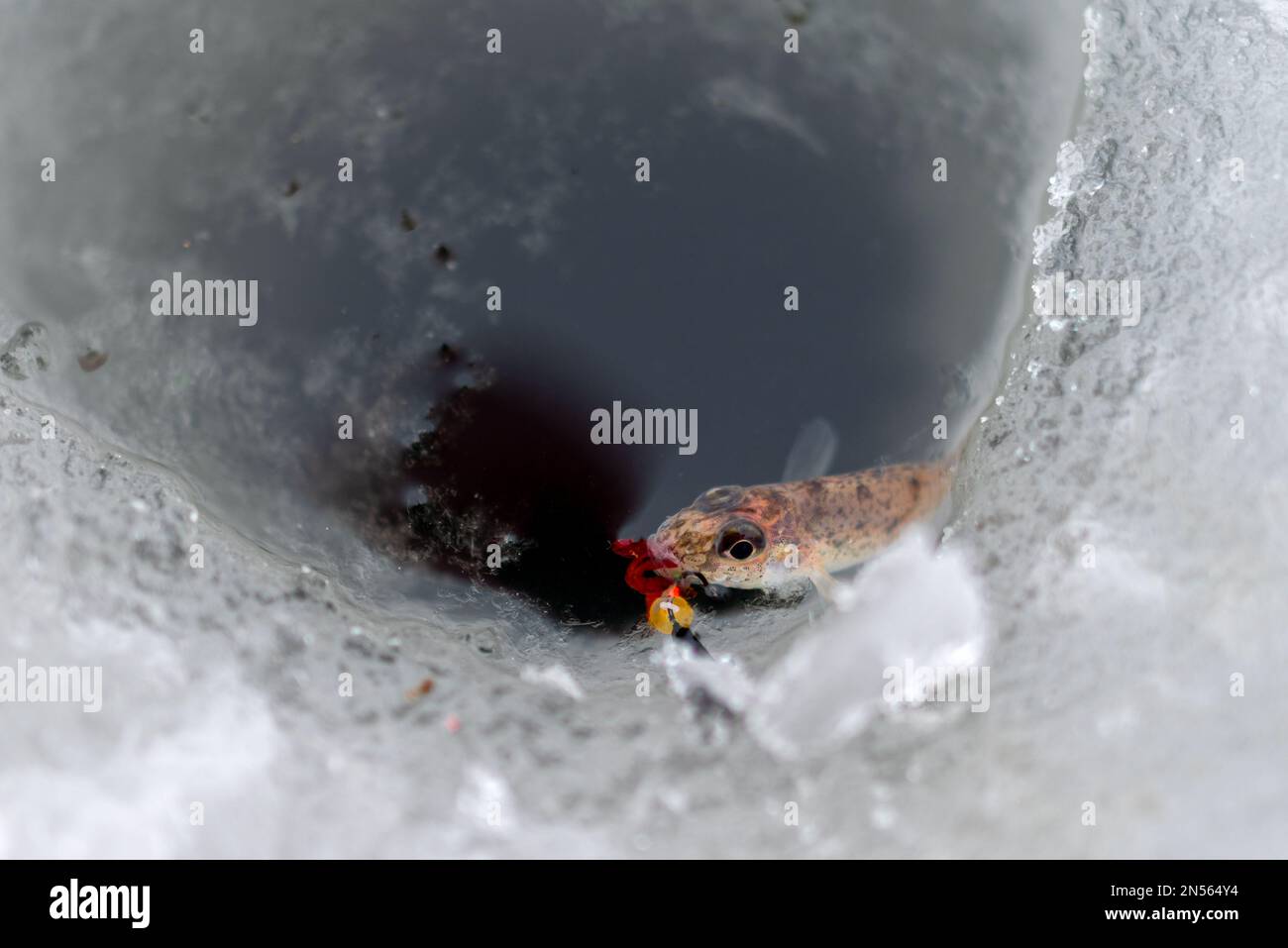 Ein kleiner Fisch-Minnow sieht aus wie auf einem Wurm gefangen und vom Wasser im Eis des Lochs auf dem Spiegelbild des Anglers im Winter angelockt. Stockfoto