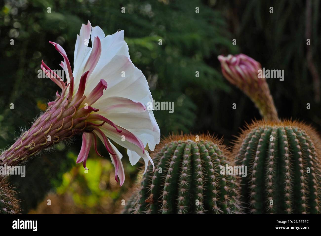 Blume der Knigin der Nacht (Selenicereus grandiflorus), Kaktus (cactaceae)  Blume, Knospen, Blume, Gattung Selenicereus, Familie Stockfotografie - Alamy