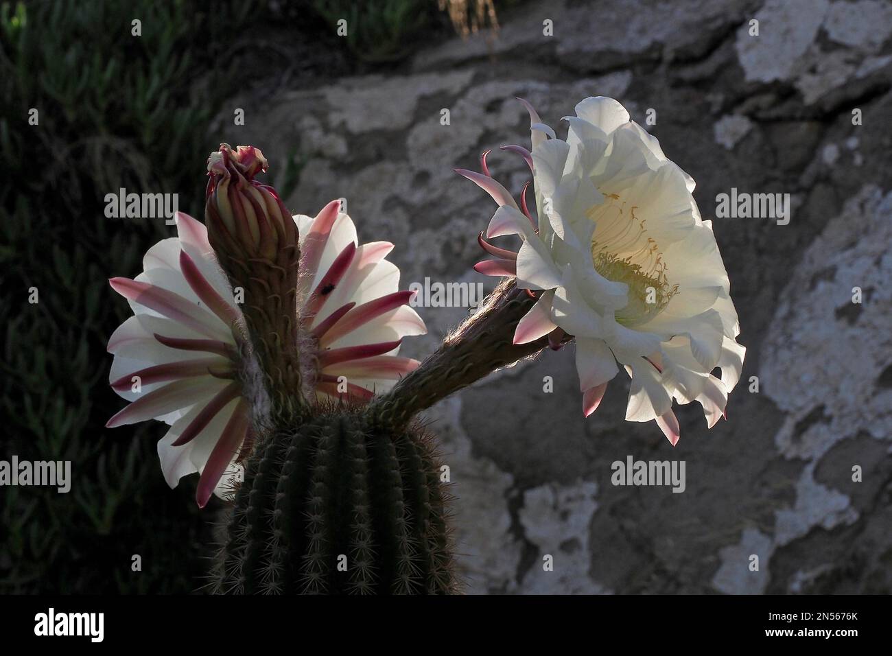 Blühende Königin der Nacht (Selenicereus grandiflorus), Kaktus (cactaceae) Blume, Knospen, Blume, Gattung Selenicereus, Familie Stockfoto