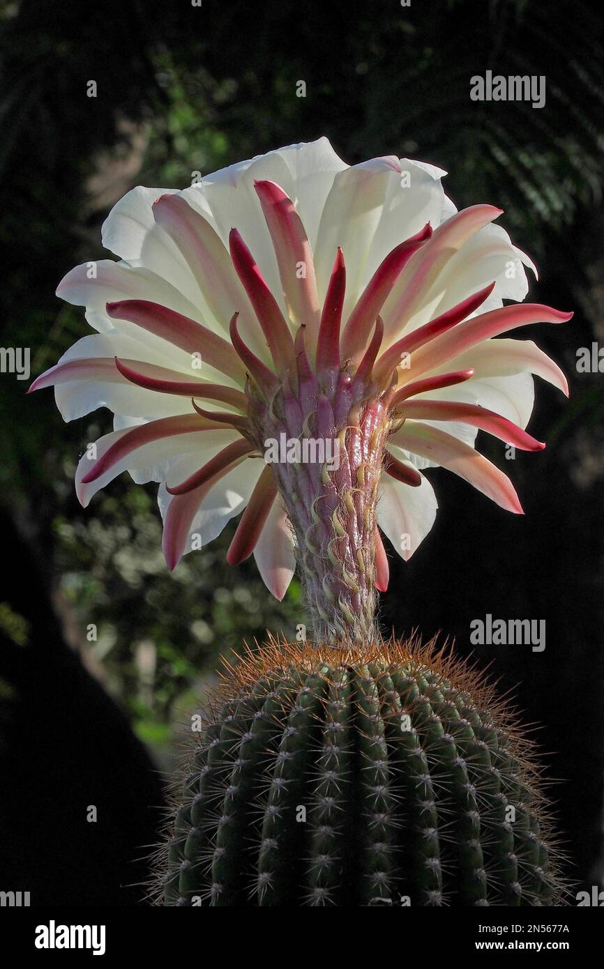 Blume der Königin der Nacht (Selenicereus grandiflorus), Kaktus (cactaceae) Blume, Knospen, Blume, Gattung Selenicereus, Familie Stockfoto