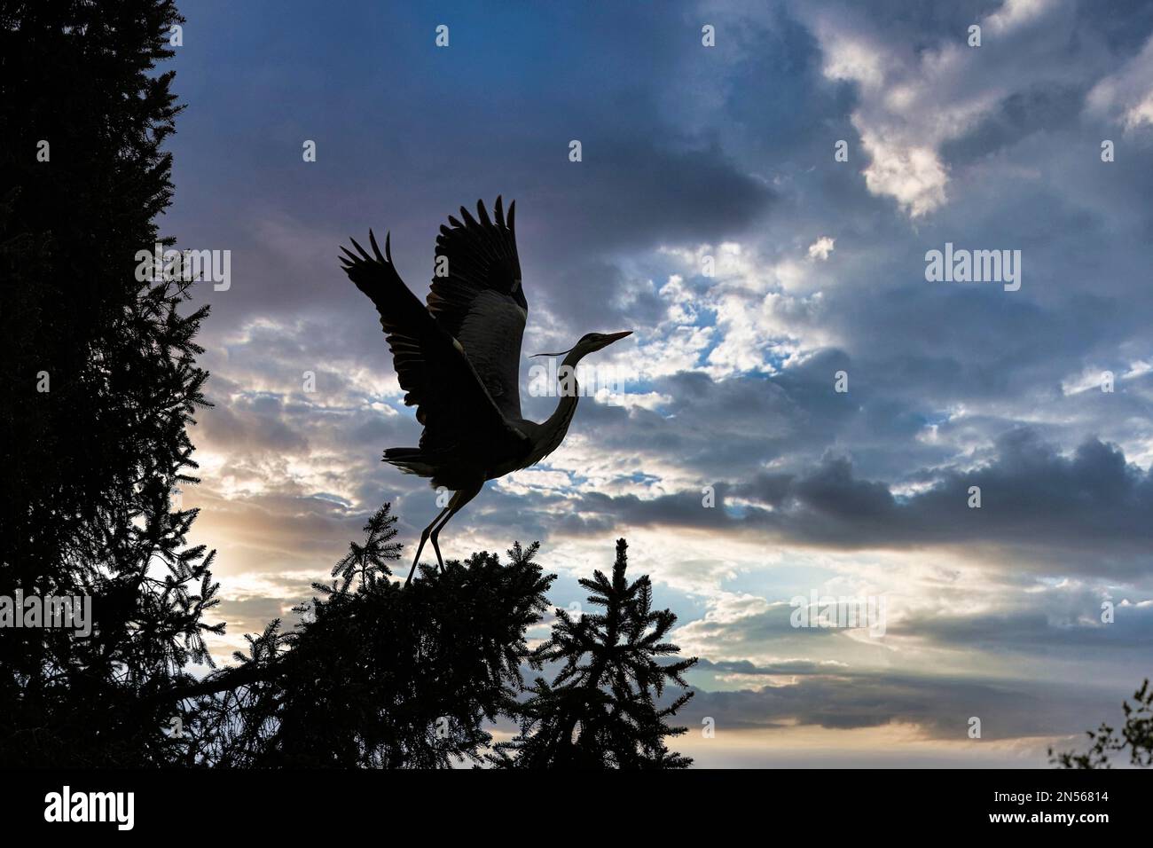 Grauer Reiher (Ardea cinerea), grauer Reiher im Baum, wegfliegend, Silhouette am Abendhimmel, Deutschland Stockfoto