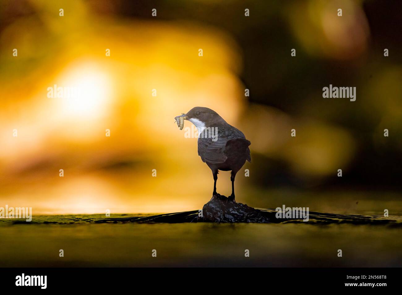 Weißbruststiefel (Cinclus cinclus), Erwachsener auf einem Stein mit Kaddelfliegen (Trichoptera) in Schnabel, Bach, Futtersuche, Hintergrundbeleuchtung, Umriss Stockfoto