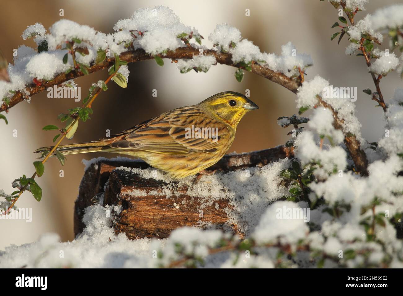 Yellowhammer (Emberiza citrinella) männlich im Schnee bei Winterfütterung, Allgaeu, Bayern, Deutschland Stockfoto