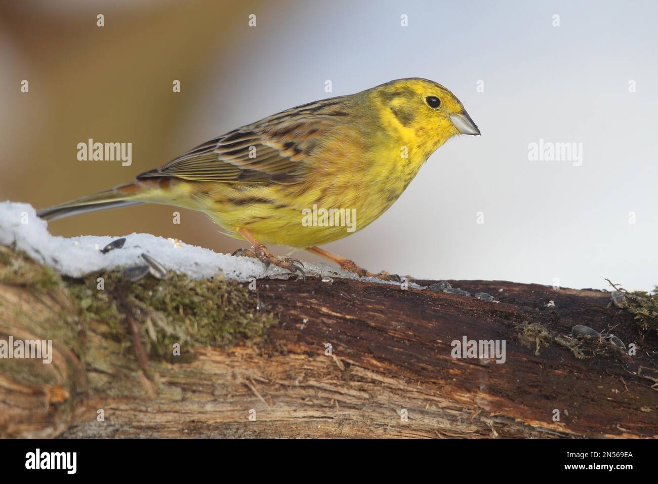 Yellowhammer (Emberiza citrinella) männlich bei Winterfütterung, Allgaeu, Bayern, Deutschland Stockfoto