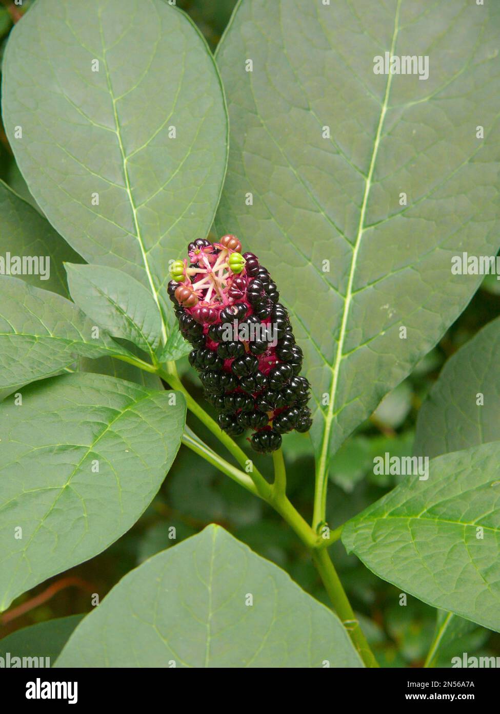 Indischer Poke (Phytolacca acinosa) Stockfoto