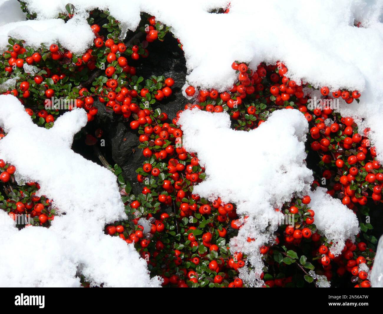Bärentonereaster (Cotoneaster dammeri) mit Schnee Stockfoto