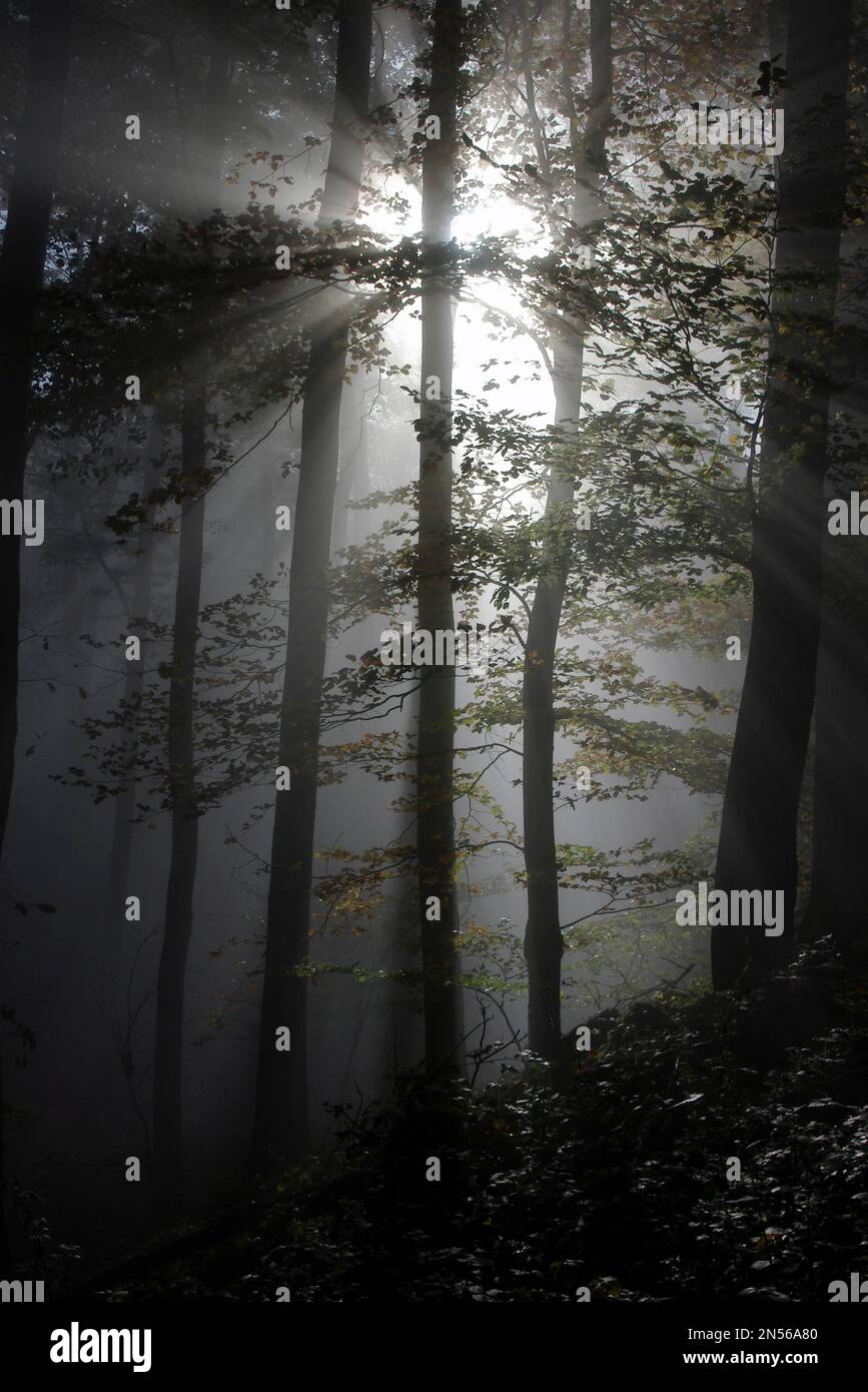 Der Wald wurde von der Morgensonne im leichten Nebel überflutet Stockfoto