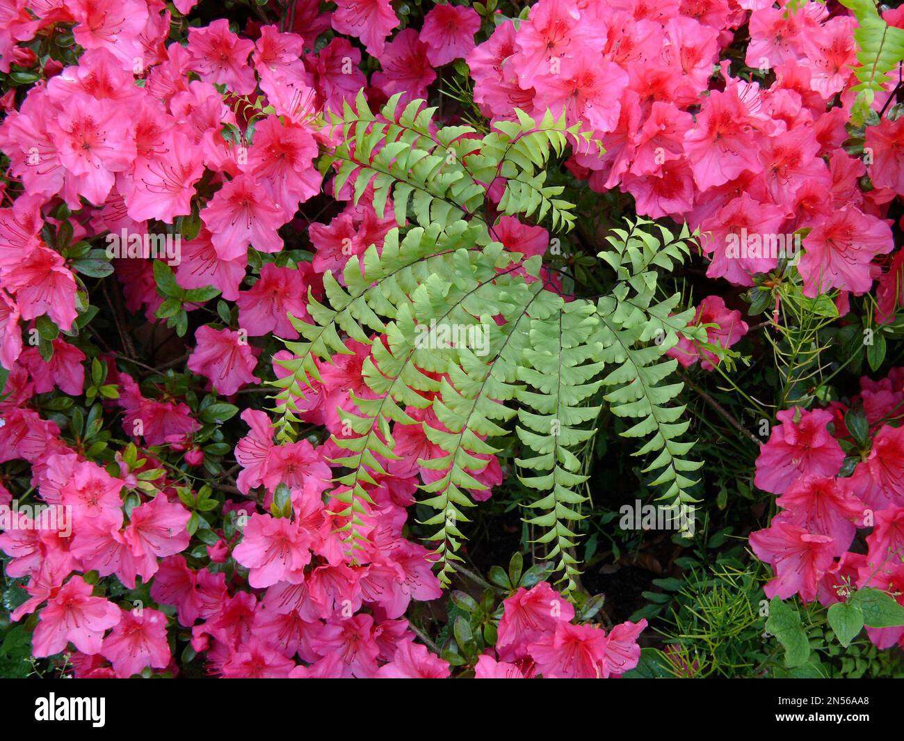Ivy bei Azalea-Blüte, Efeu (Hedera helix) Stockfoto