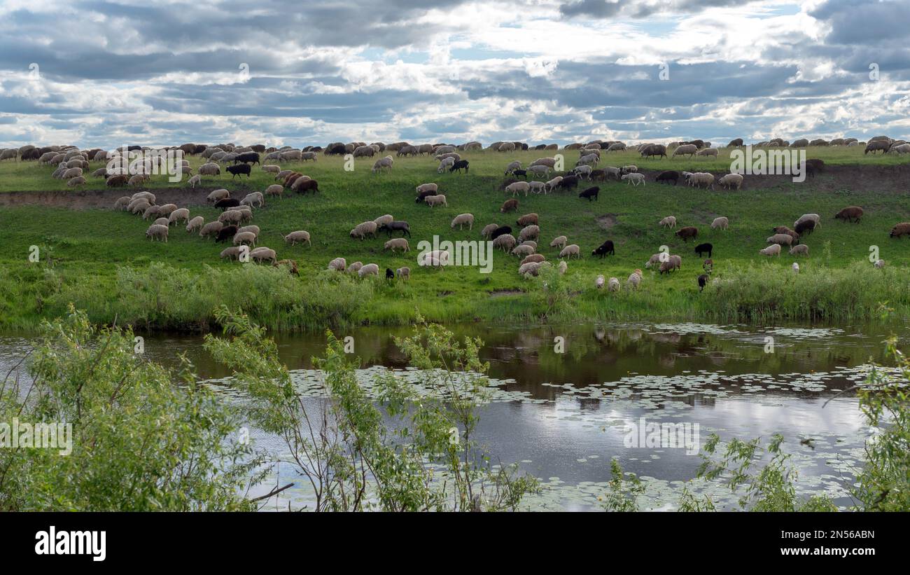Eine große Rammherde, die auf einem Hügel am Ufer des Flusses Gras isst. Stockfoto