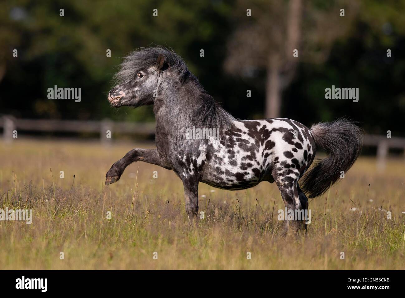 Mini-Shetty-Pony-Hengst Pinto macht spanische Begrüßung, Deutschland Stockfoto