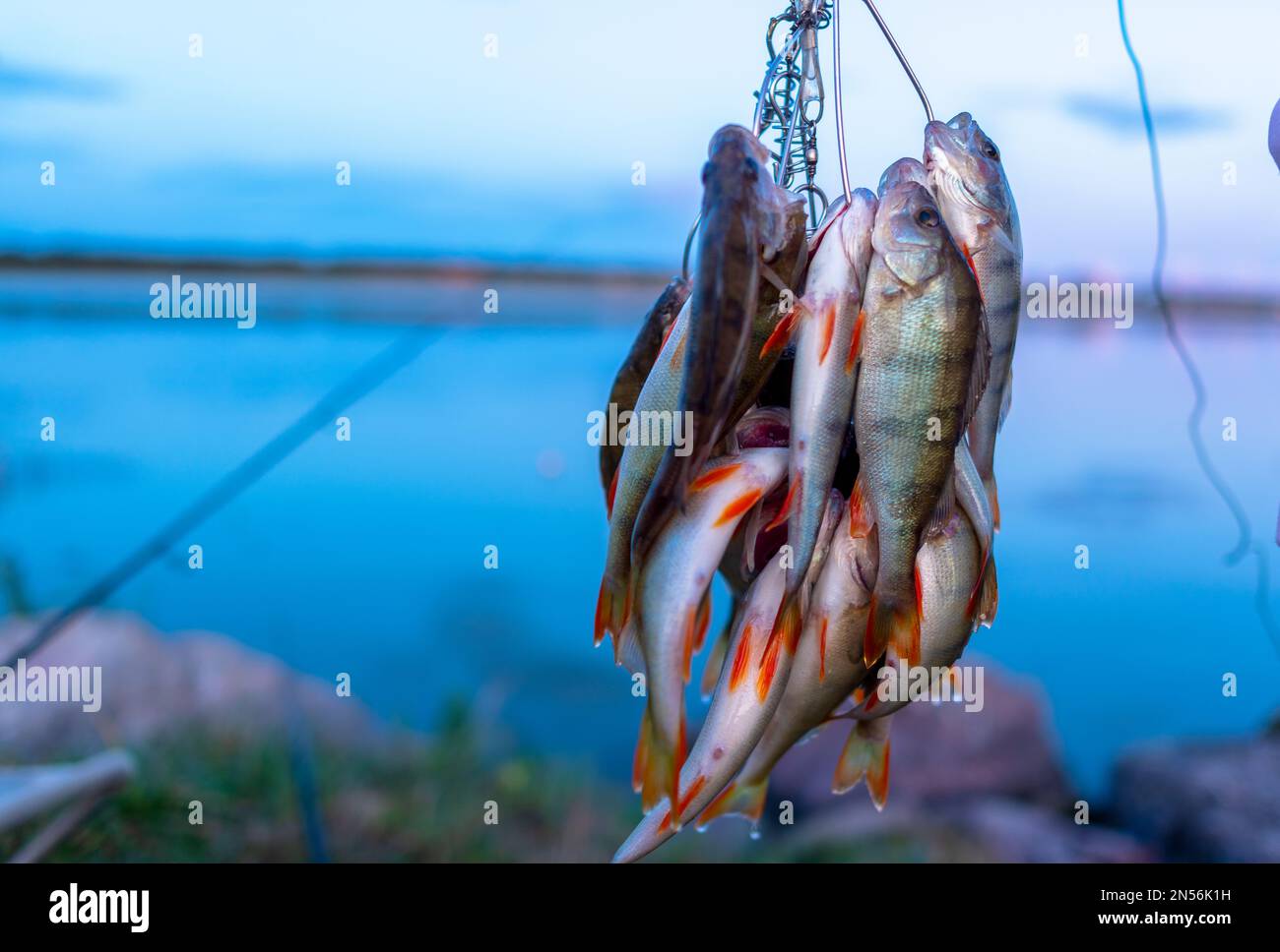 Viele Barschfische hängen vom Angler auf Fish Stringer vor dem Hintergrund des abendlichen Sonnenuntergangs auf dem See und der sich drehenden Angelruten. Stockfoto