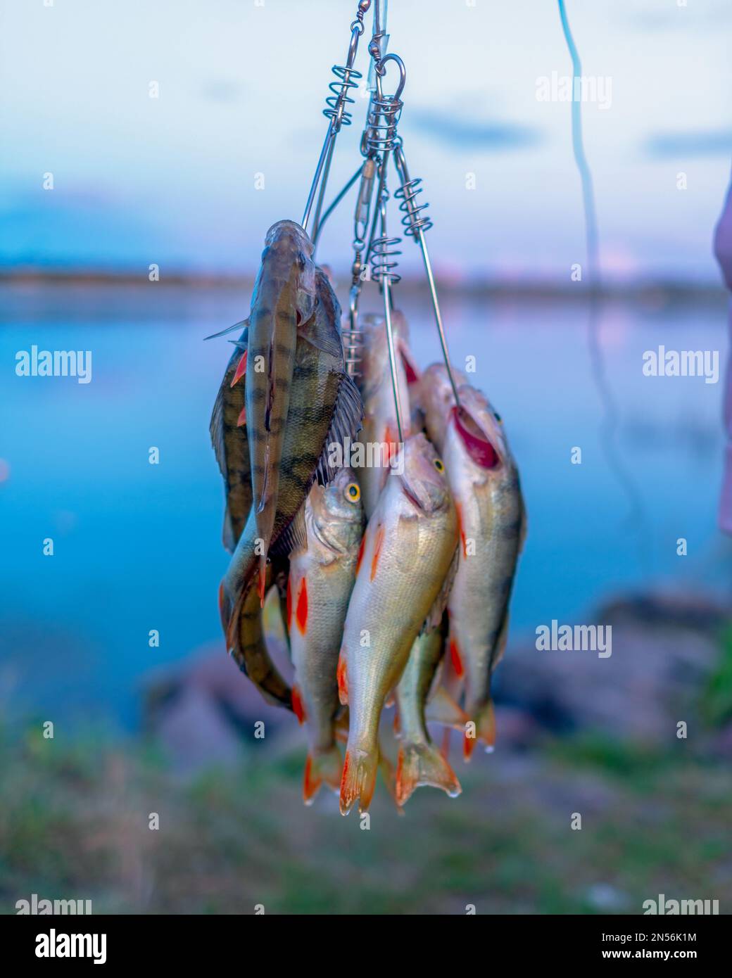 Viele Barschfische hängen vom Angler auf Fish Stringer vor dem Hintergrund des abendlichen Sonnenuntergangs auf dem See. Stockfoto