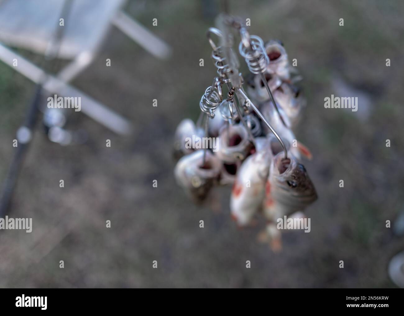 Viele Fische hängen am Steg, gefangen von Anglern im Fish Stringer mit dem Gesicht nach unten auf dem Hintergrund der Angelruten, die sich auf einem Stuhl drehen. Stockfoto