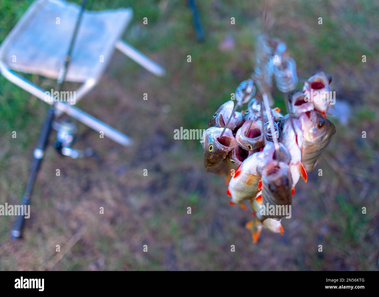 Viele Fische hängen an einem Steg, gefangen von Anglern auf dem Fish Stringer mit dem Gesicht nach unten auf dem Hintergrund von Grasangeln, die sich auf einem Stuhl drehen. Stockfoto