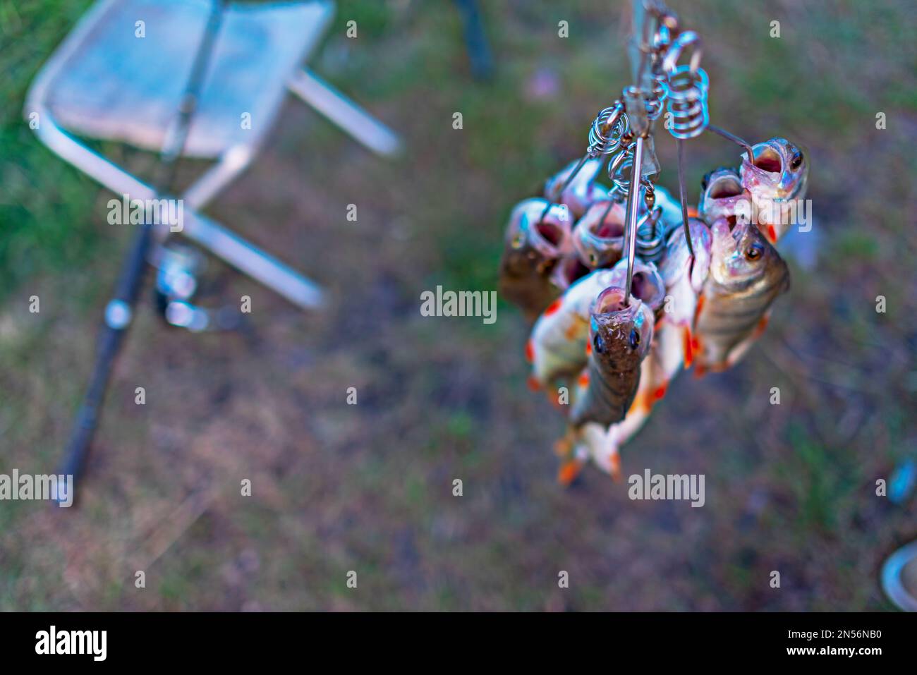 Gefangen auf einem Fish Stringer mit dem Gesicht nach unten auf einem Grashintergrund auf einem Angelruten-Drehfeld mit einer Rolle auf einem Stuhl. Stockfoto