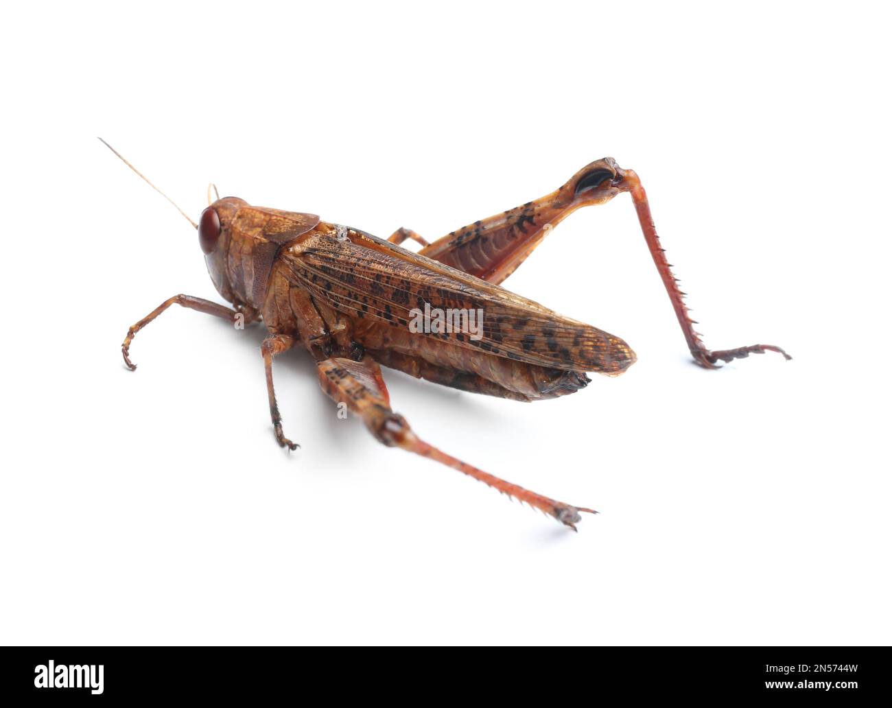 Brauner Grashüpfer isoliert auf weiß. Wildes Insekt Stockfoto