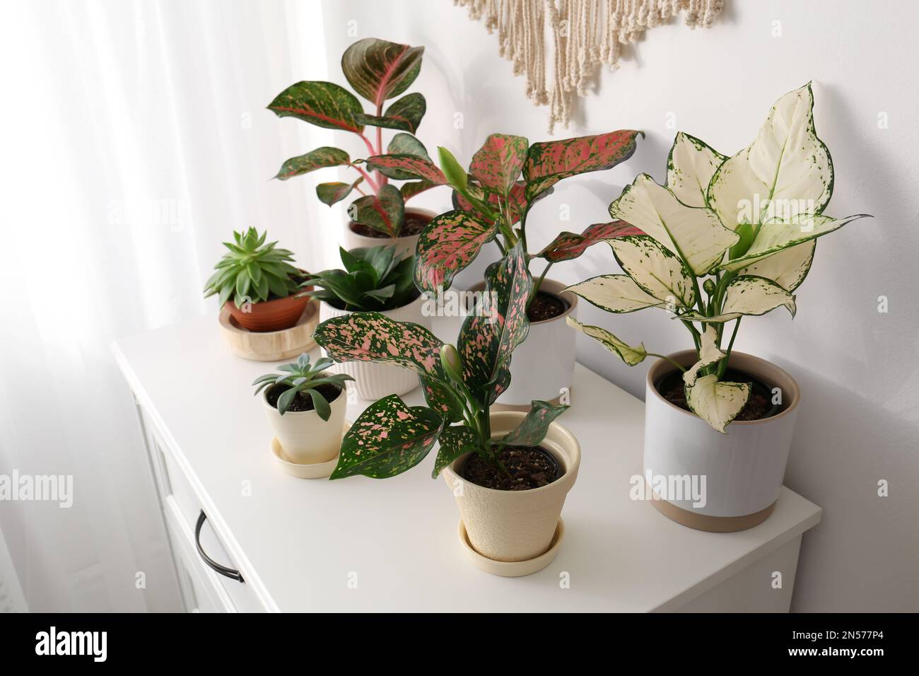 Exotische Zimmerpflanzen mit wunderschnen Blttern auf der Kommode zu  Hause Stockfotografie - Alamy