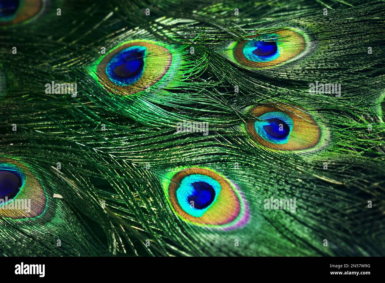 Nahaufnahme des wunderschönen Pfauenschwanzes. Grün schimmernde Federn männlicher indianervögel. Augenschmuck. Exotisches Paradies-Gefieder. Stockfoto