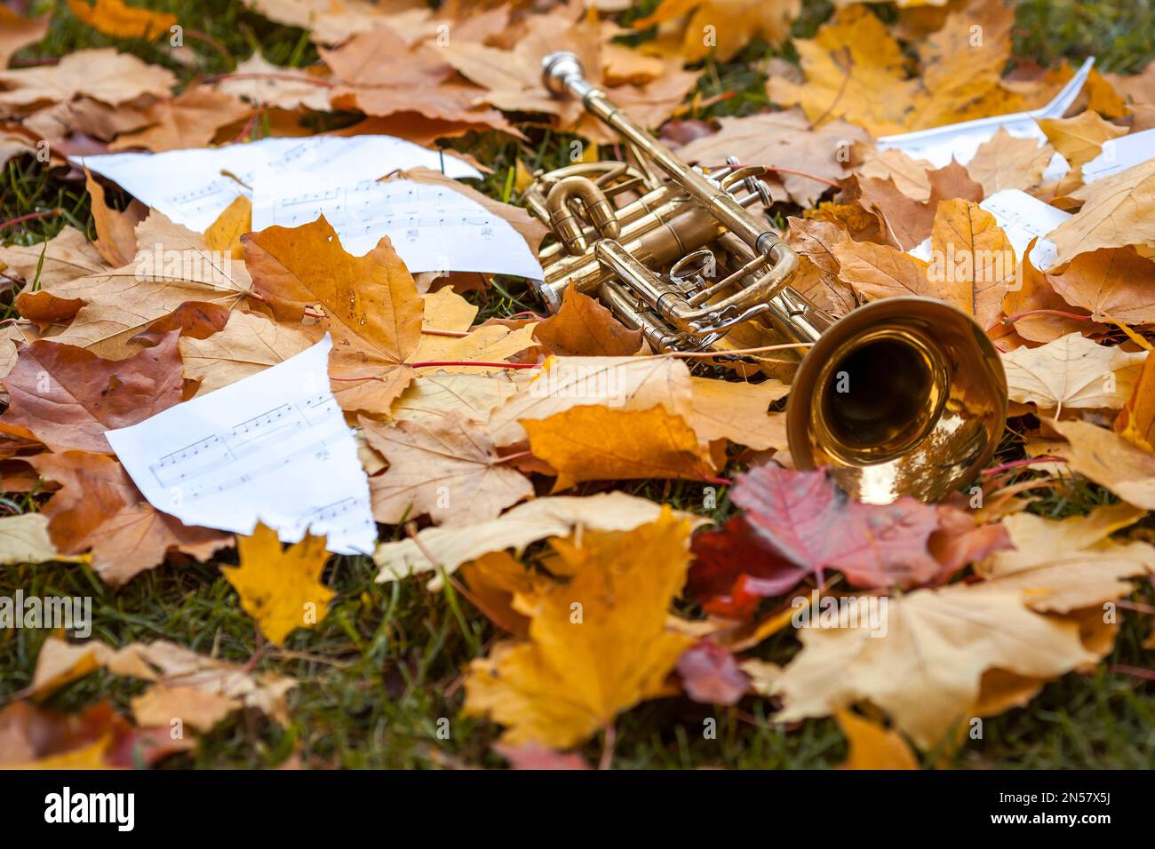 goldene Trompete liegt in einem Haufen herbstgefallener gelber, roter und brauner Blätter mit zerklüfteten Noten Stockfoto