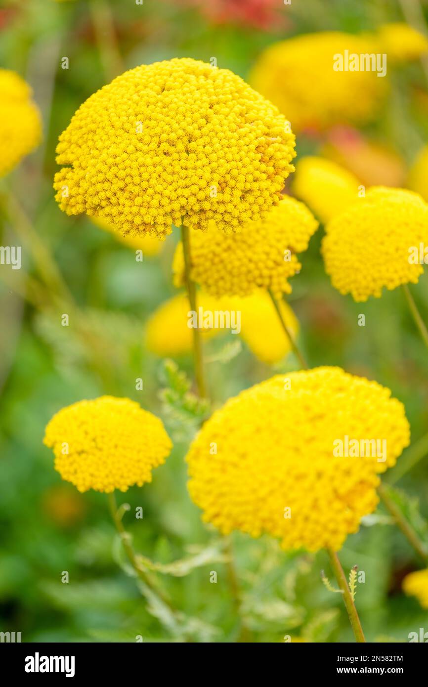 Achillea filipendulina Parkers Sorte, mehrjährige, federgrüne Blätter, leuchtend goldgelbe Blumen Stockfoto