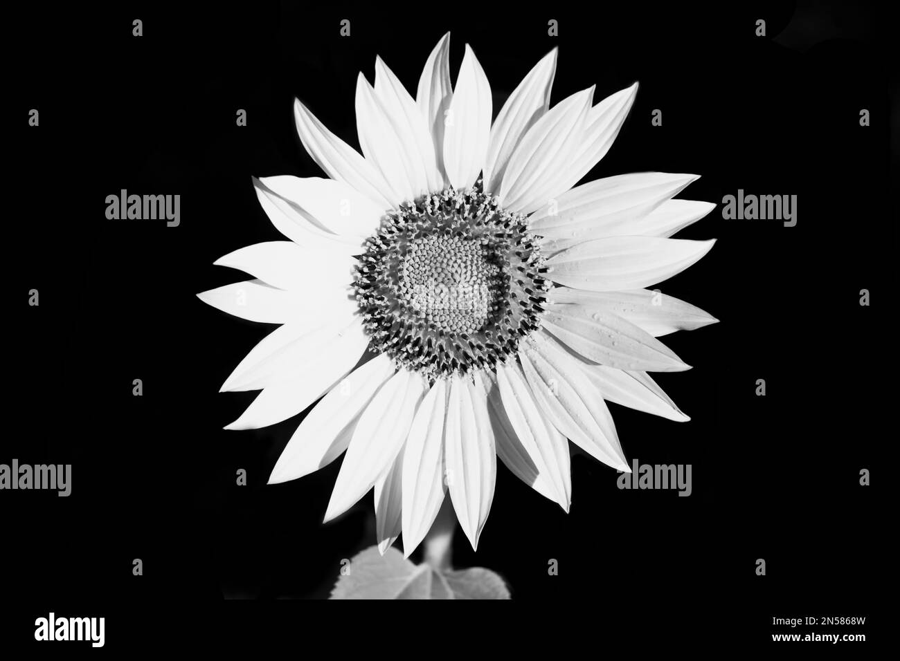 Schwarz-weiße Sonnenblumen-Makro auf schwarzem Hintergrund, schöne Kunst Stille Blüte mit detaillierter Struktur, grüne Blätter, Stiel. Stockfoto