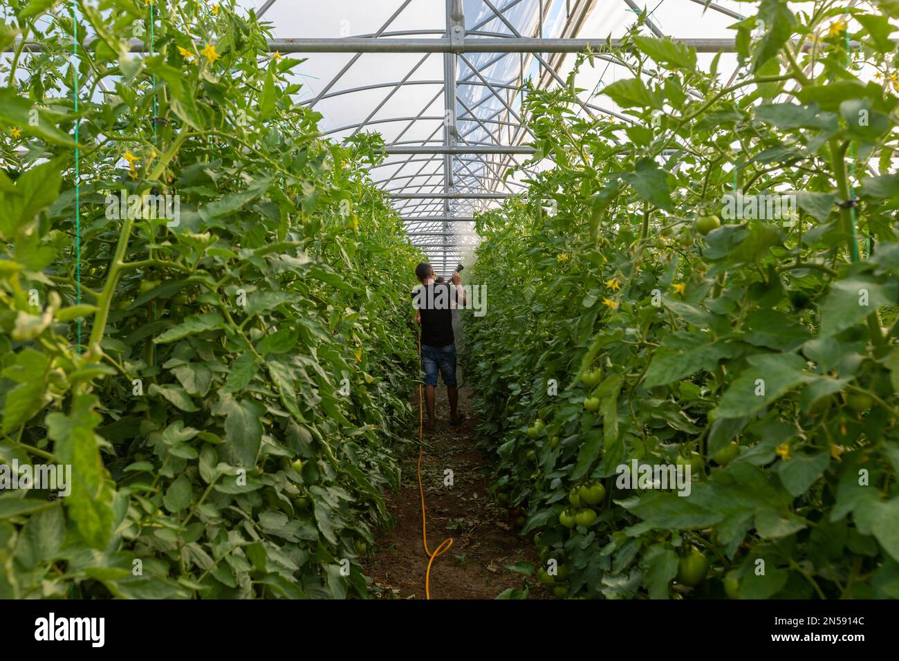 Tränken von Tomatenkeimlingen im Gewächshaus Stockfoto
